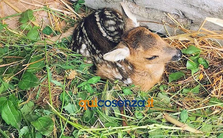 Cicciolo di Capriolo