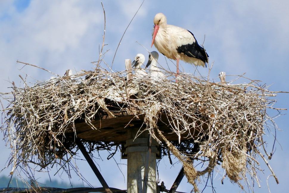 Lipu di Rende lancia il progetto 'un nome per la Cicogna' 51 Cicogna Calabria2 1