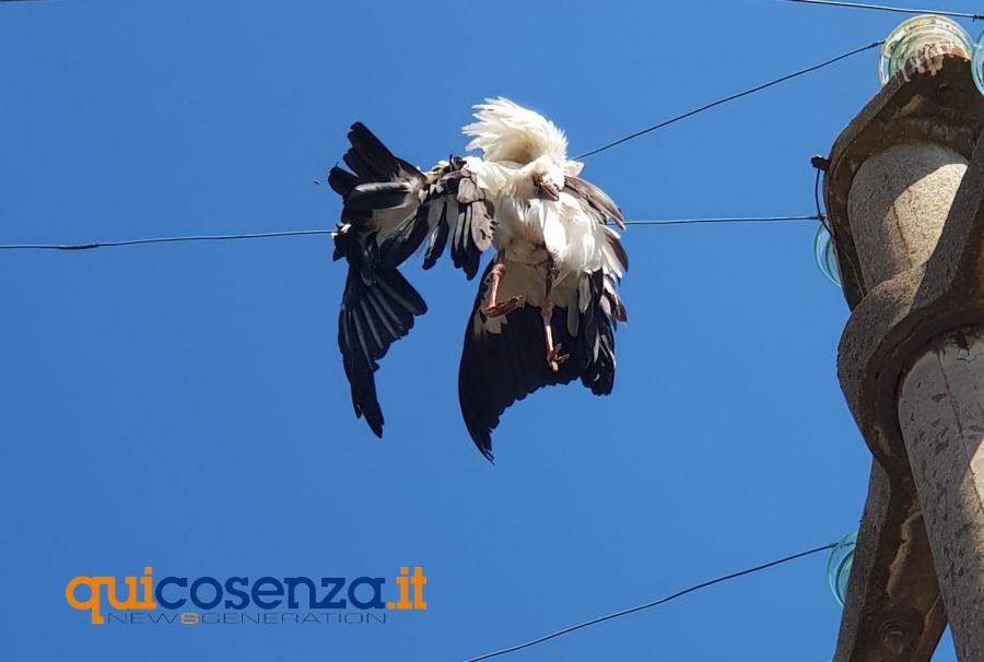 Cicogna bianca folgorata