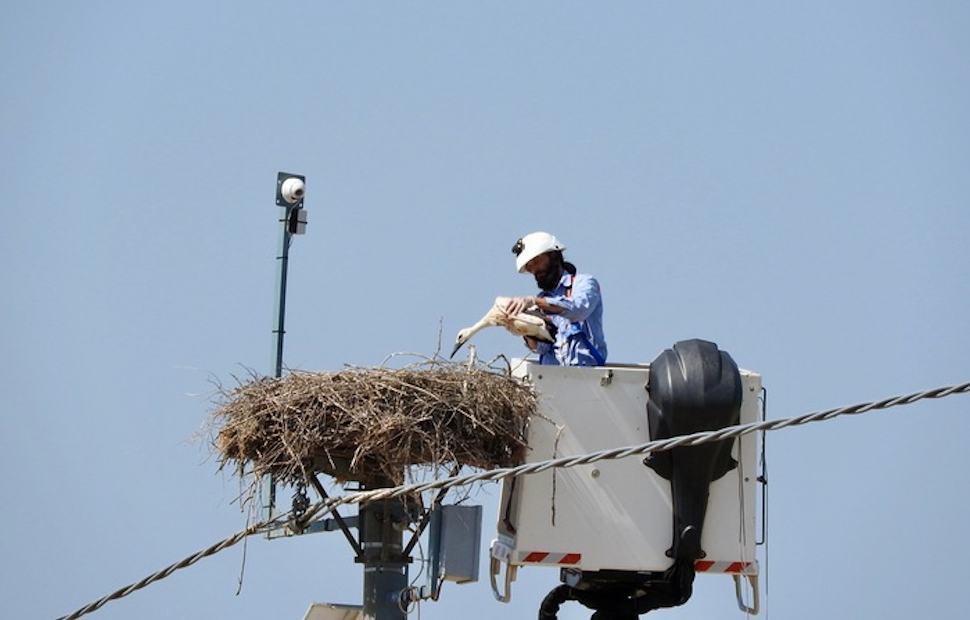 Cicogna bianca, inanellati 43 pulcini tra la Valle del Crati e Sibari 51 Cicogna bianca2