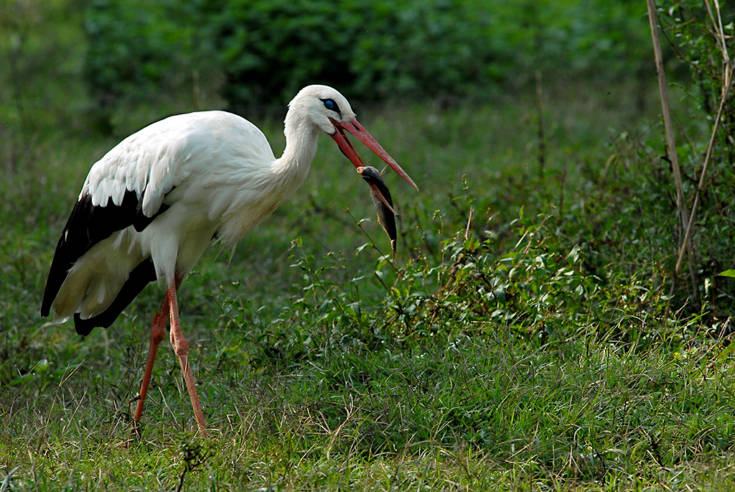 Cicogna che mangia