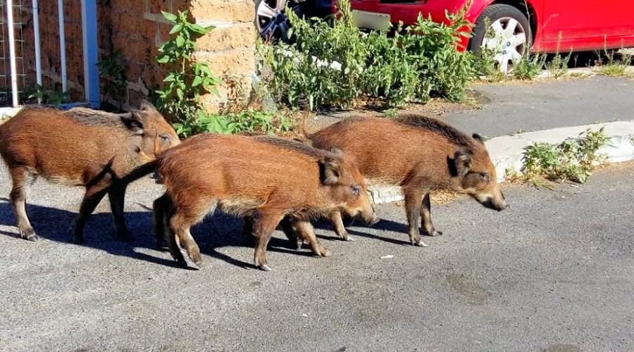 Cinghiali in strada