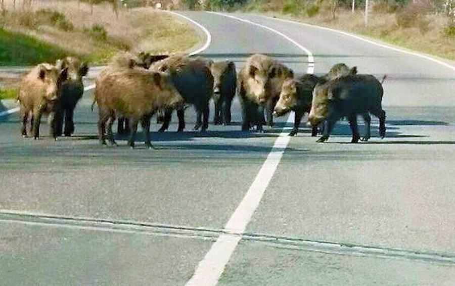 Cinghiali in strada2 2