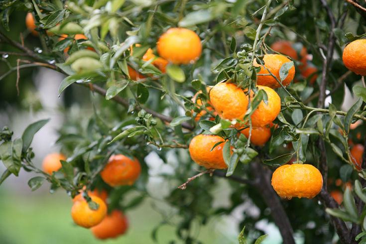 Le Clementine di Corigliano Calabro donate a 112 bambini di Amatrice 53 Clementine1 1