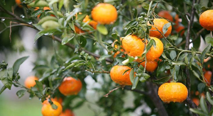 Clementine1 735x400 1