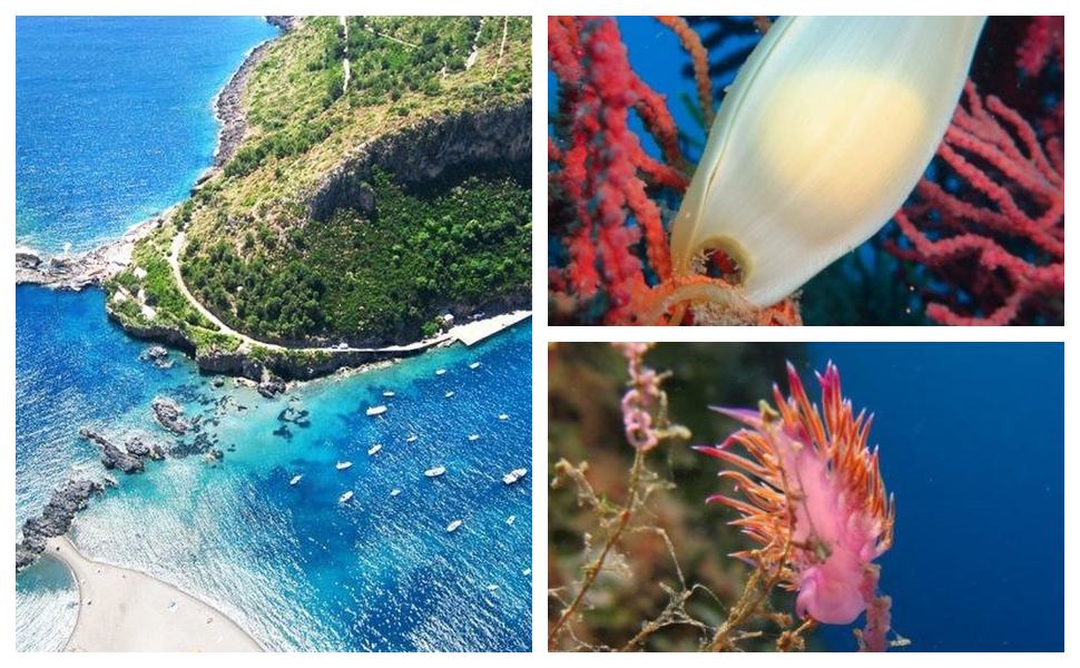 Collage marino aree protette Calabria
