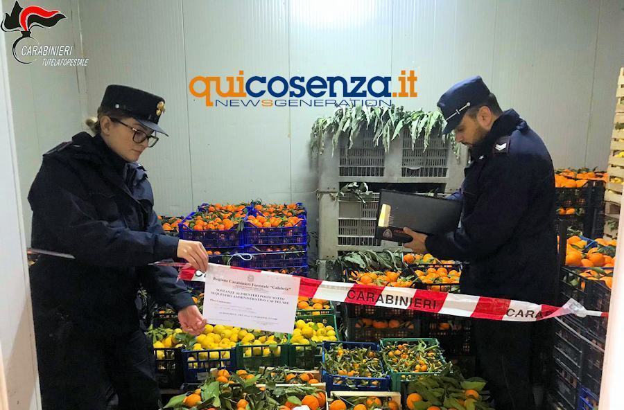 Montalto Uffugo, sequestrate 4 tonnellate di agrumi ed ortaggi e 485 litri di olio 68 Comac 1