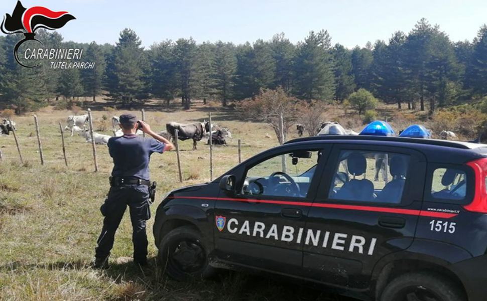 Controllo pascolo carabinieri