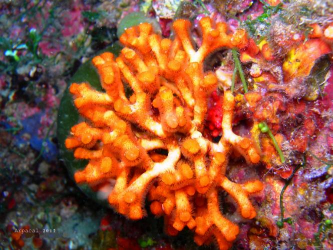 Coralligeno3
