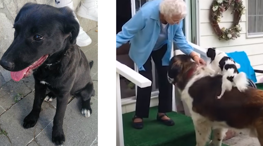 Corvina Sally e Brody