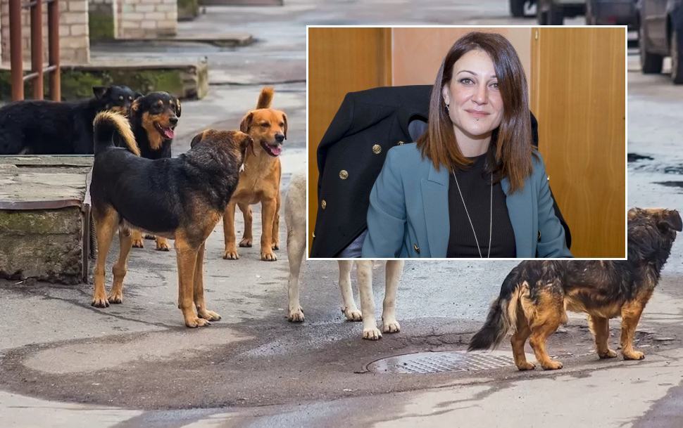 Cosenza Randagismo Buffone