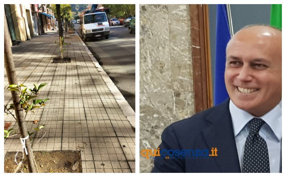 Cosenza alberi sindaco Caruso