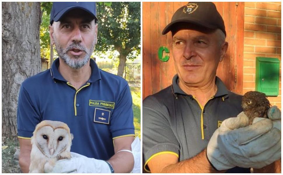 Assioli, civette e barbagianni tornano in natura grazie al CRAS e alla Polizia Provinciale 51 Cras Rende2