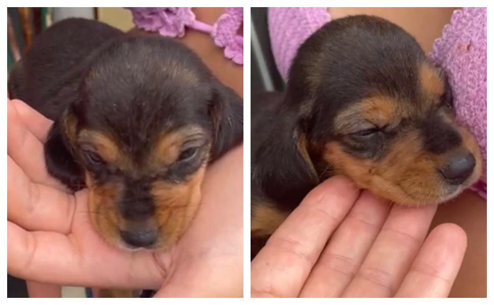 Cucciole abbandonate