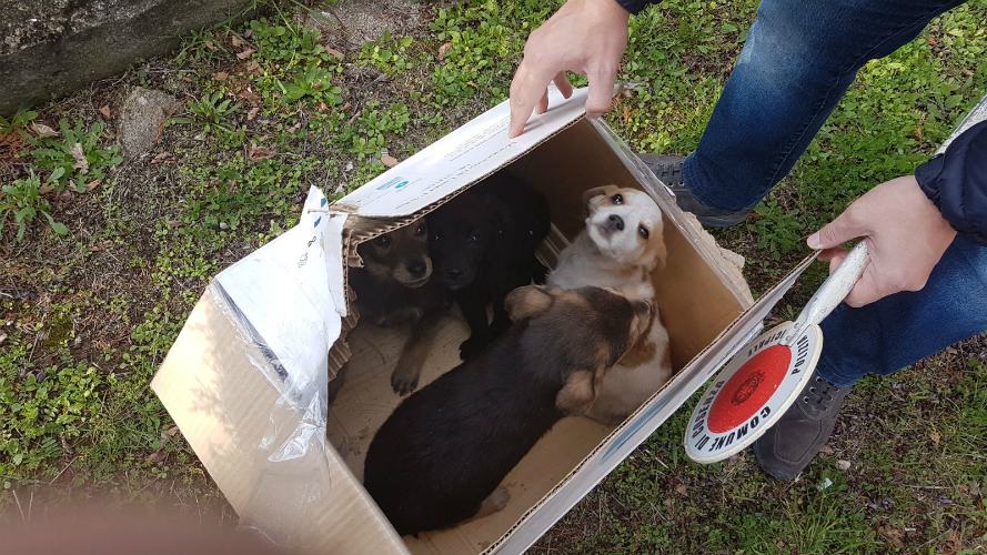 Cuccioli abbandonati1