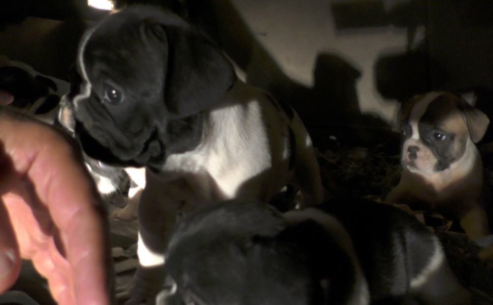 Cuccioli rinvenuti ancona