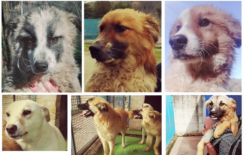 Cuccioli trasferiti adozione urgente