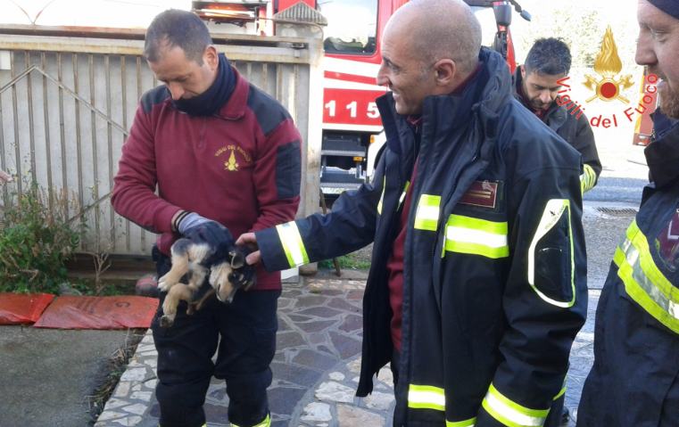 Cucciolo cane salvato