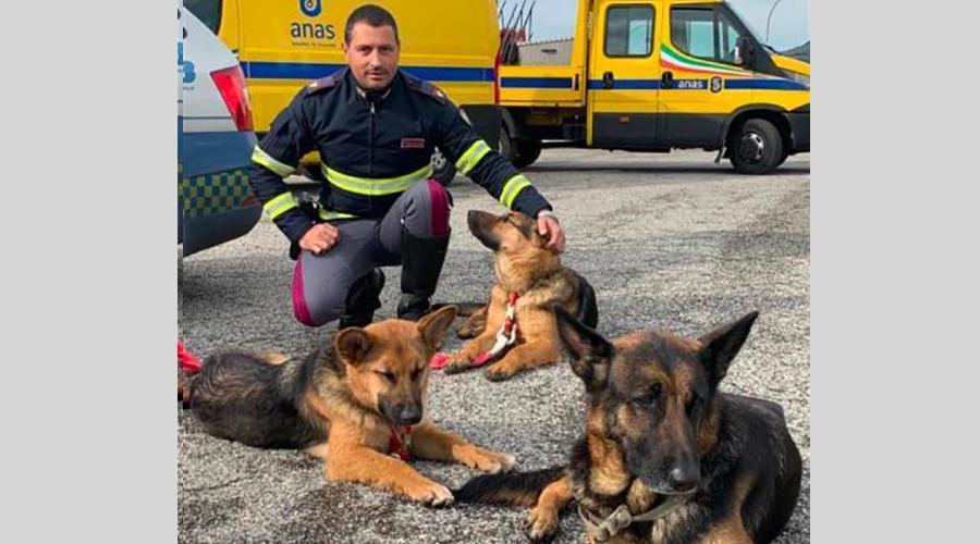 Vagavano impauriti sull'autostrada. Tre cani salvati dall'intervento della Polstrada 51 Cuccuoli cani a2