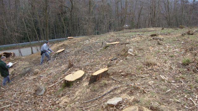 Taglio abusivo di alberi a Spezzano della Sila, due denunce 53 DSC04247