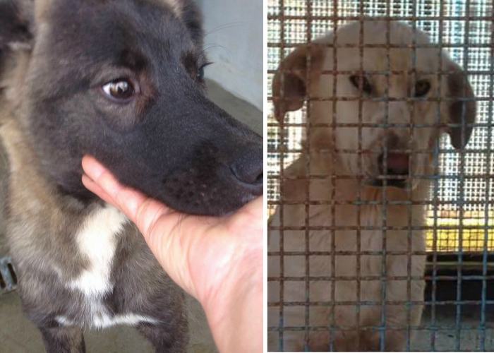 Danilo e Baracco cercano casa