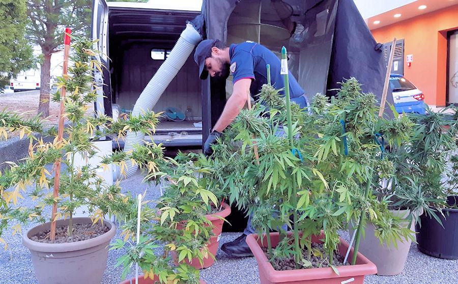 Piante di marijuana in casa e un fratello disabile trovato in condizioni disumane 53 Disabile maltrattato droga catanzaro