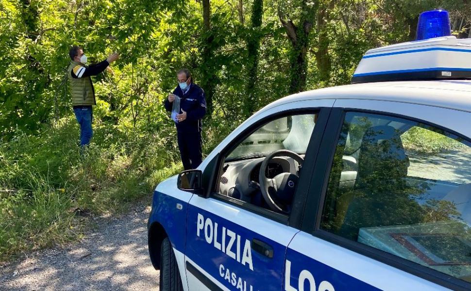 Casali del Manco, trattamento naturale con Torymus Sinensis per gli alberi di castagno 51 Dispersione del Torymus casali manco castagno 02