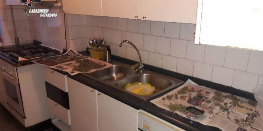 Un laboratorio della marijuana in cucina, due arresti 51 Droga cucina laboratorio