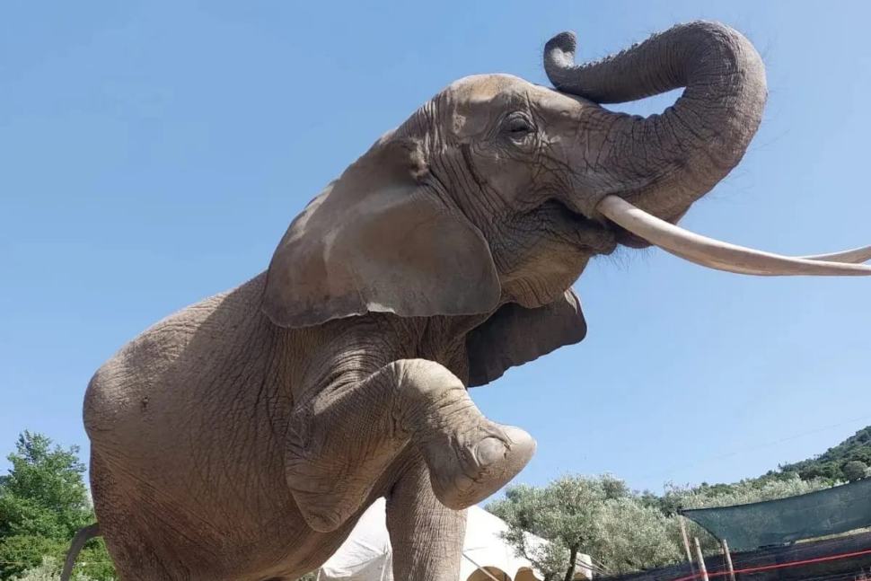 Dramma al Safari park di Maida. Donna schiacciata da un elefante inferocito: è grave 51 Elefante