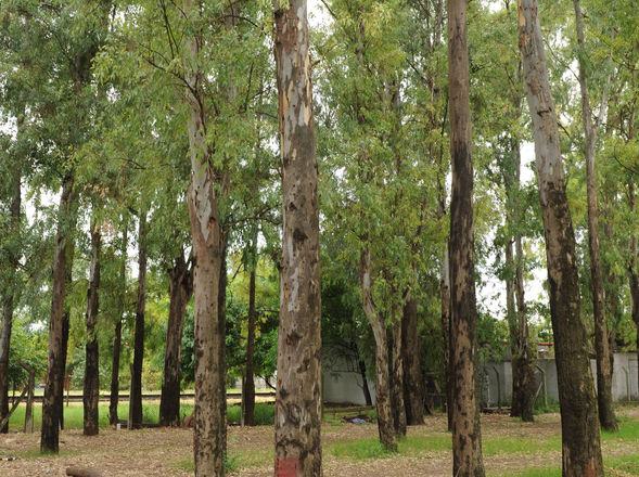 Eucaliptus cercanias estacion Villa Bosch ZONIMA20120812 0012 12