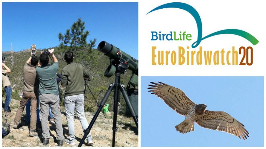 Nel Parco Nazionale della Sila ritorna l'Eurobirdwatch 53 Eurobirdwatch