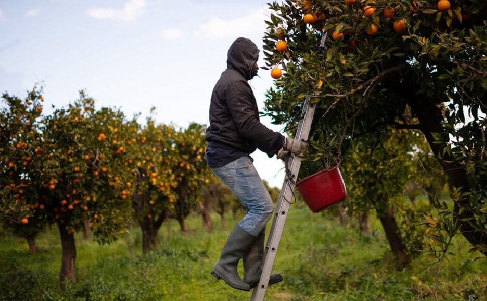 FOTO BRACCIANTE AGRICOLO