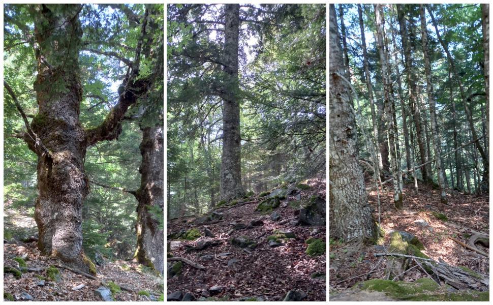 Faggeta vetusta Aspromonte