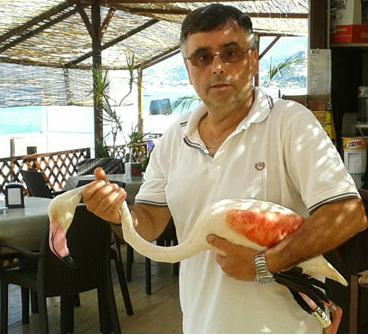 Un fenicottero rosa ferito, recuperato sulla spiaggia di Praia a Mare 194 Fenicottero Rosa Cras Rende