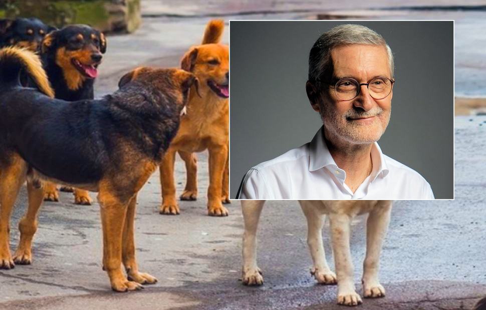"In Calabria oltre 27mila cani randagi". Subito un legge regionale contro l'abbandono" 51 Ferdinando Laghi legge cani abbandono calabria