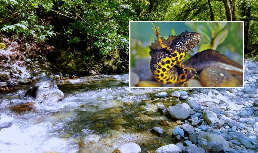 Fiume Argentino orsomarso