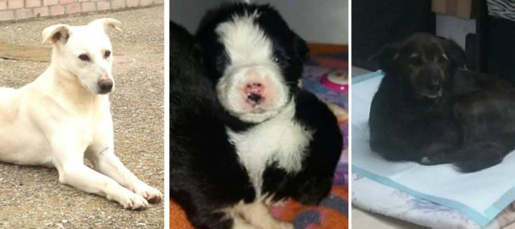 Fiume cuccioli davide