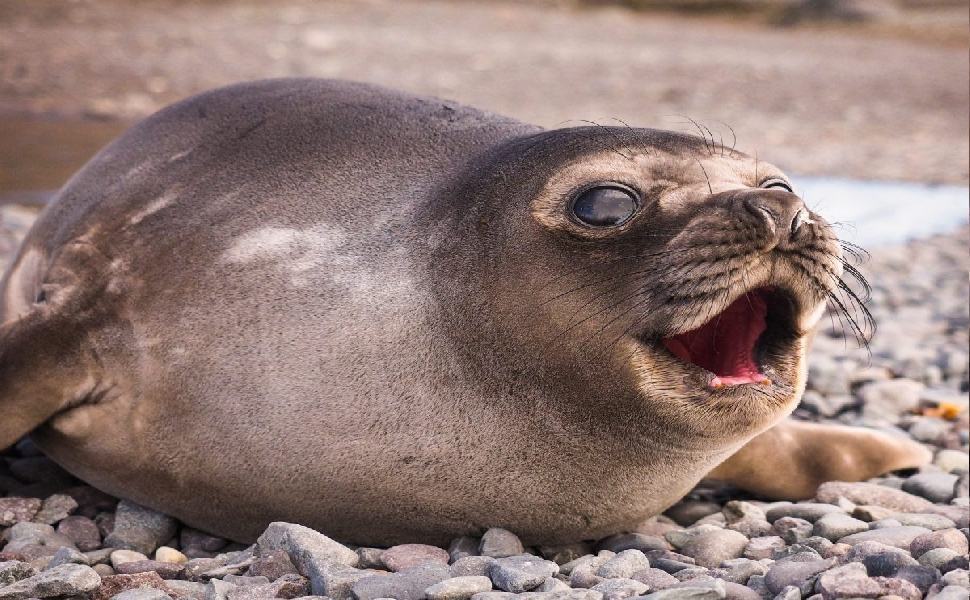 La foca monaca torna in Calabria. Avvistata nelle acque dell’Area Marina Protetta 51 Foca monaca 1200x900 1