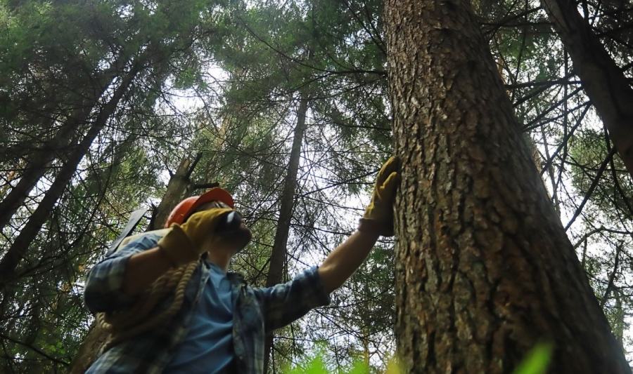 Forestali lavoratori