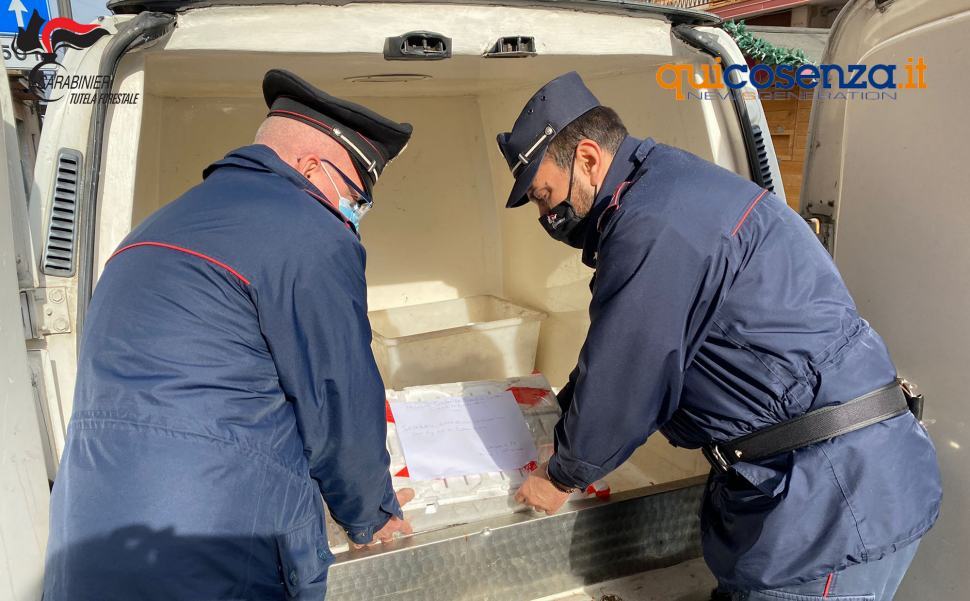 Lattarico, pesce venduto su un furgone in cattivo stato di conservazione 51 Forestali pesce