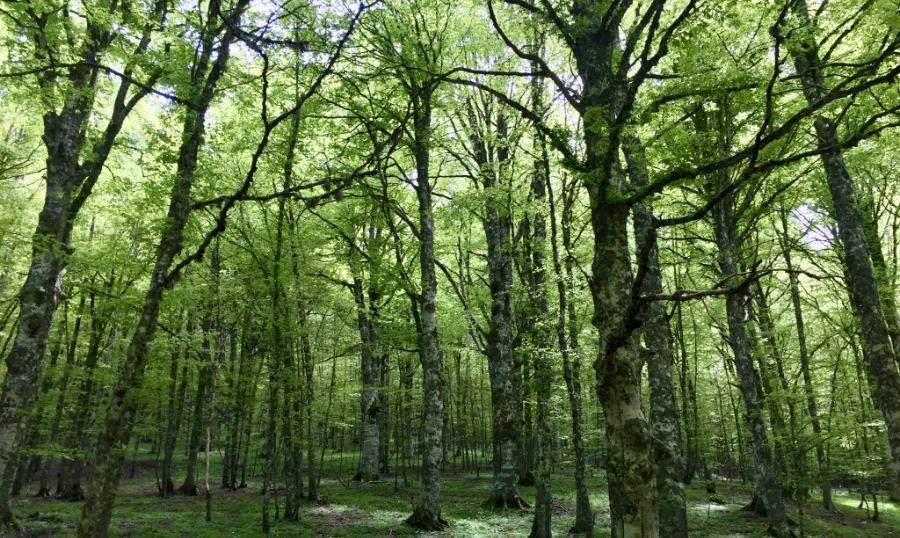 Foreste E Boschi Calabria