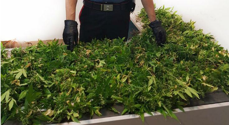 Centonovanta piante di marijuana sul terrazzo di casa, arrestato 53 Foto 12
