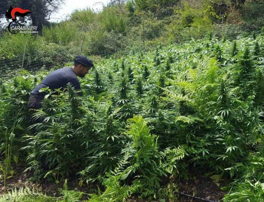 Rinvenuta vasta piantagione di marijuana nel reggino, sequestrate oltre 3500 piante 55 Foto 2 4