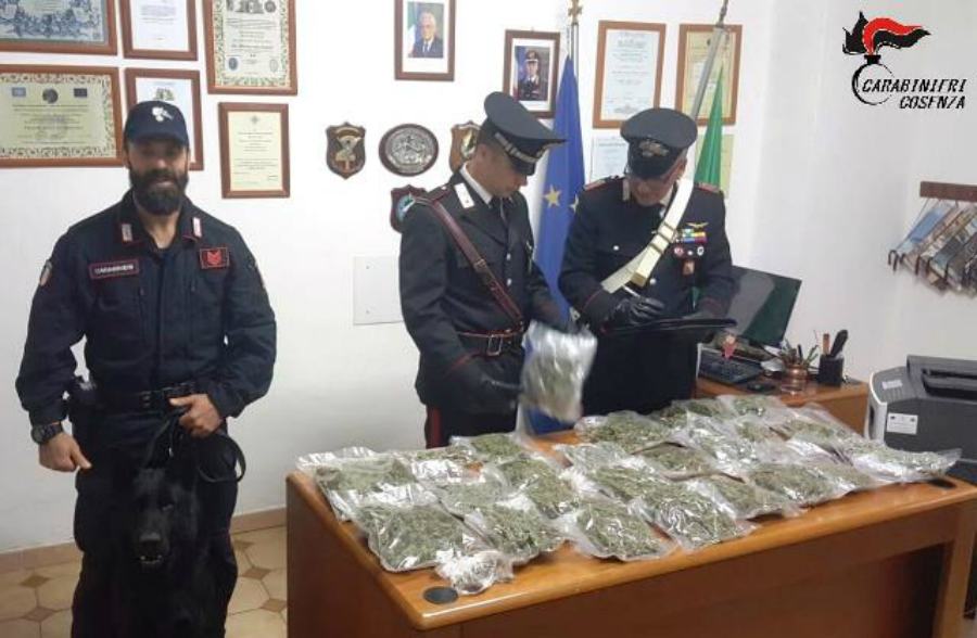 Marijuana occultata tra la legna in un sacco di plastica 51 Foto arresto Carabinieri Rende