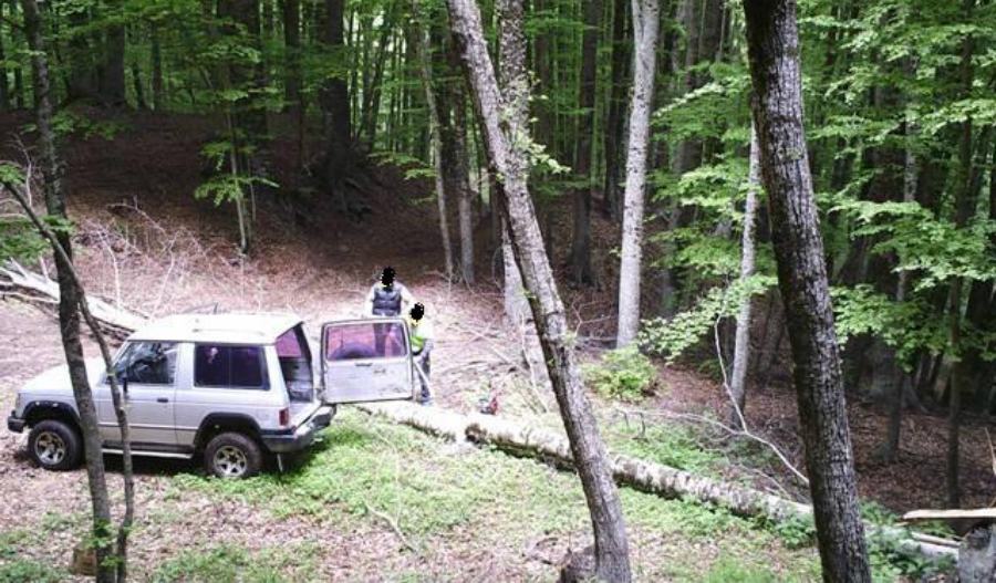 Ancora furti di legname nel Parco della Sila, tre denunce 51 Foto furto legname