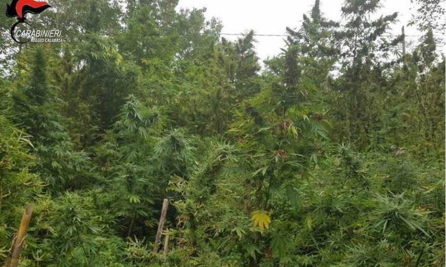 Foto piantagione rosarno carabinieri