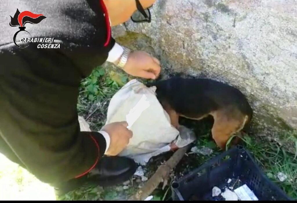 Foto salvataggio cane Carabinieri Cosenza 2.