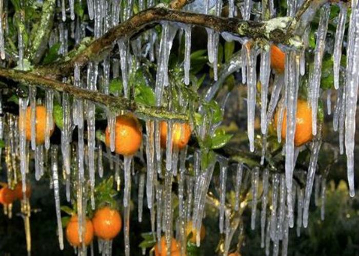 freddp-calabria-agricoltura