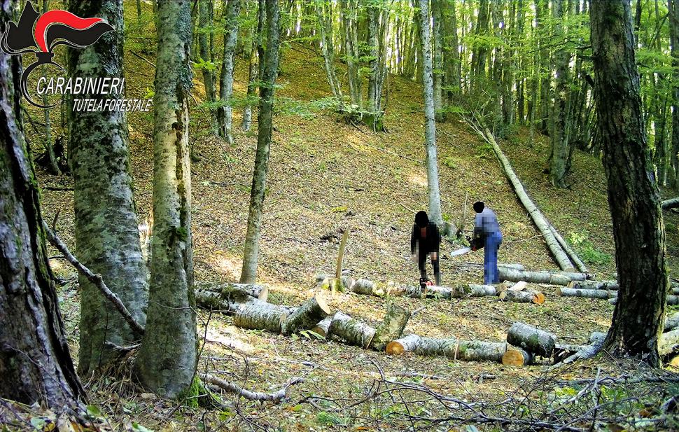 Furto di legna a Celico, in due beccati grazie al sistema di videosorveglianza 51 Furto Legna Celico