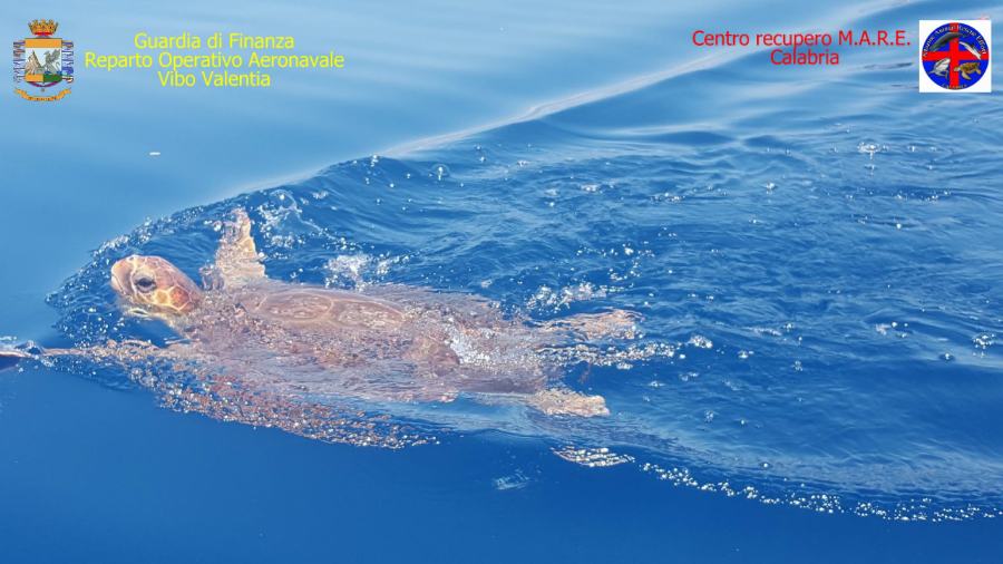 Amantea, salvata una tartaruga Caretta -Caretta 53 G